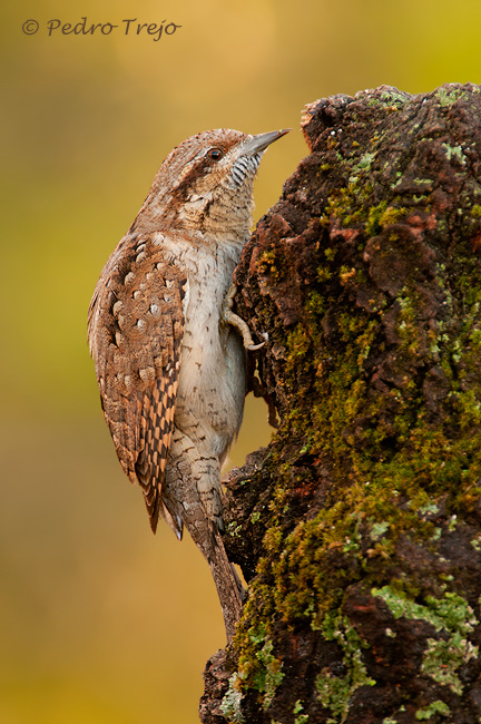 Torcecuello (Jynx torquilla)